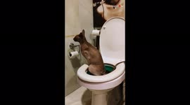'Owner records Sphynx cat using human toilet without any help'