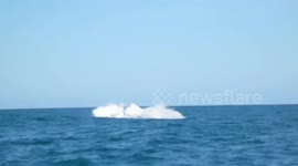 Humpback whale leaps from water off France