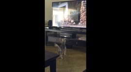 Wiggles watching TV 3