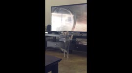 Puppy watching TV 2