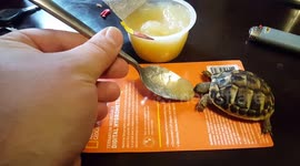 Herman's First - Apple sauce