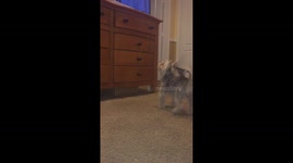 Puppy watching TV