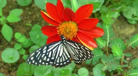 Wondrous wings,butterflies in Thailand