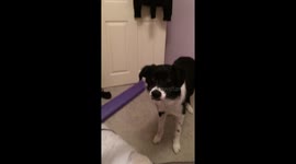 Puppy goes mental for vacuum cleaner!