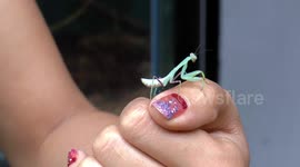 Tiny mantis on a finger