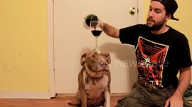 Pit bull shows off balancing skills with red wine