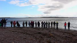 Dolphins at Chanonry Point, between Fortrose and Rosemarkie on the Black Isle ,Scotland