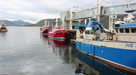 Ullapool harbour, seals ,jellyfish, scottish fishing industry