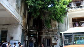 Banyan grows down the wall from house roof