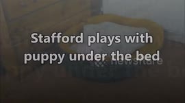 Stafford plays with puppy under the bed