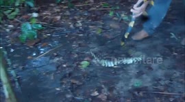HOMEM PARALIZA COBRA CANINANA COM A LINGUA.