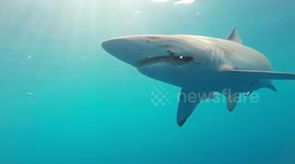 Shark Addicts helping hooked Sharks