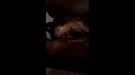 Dog dreaming?