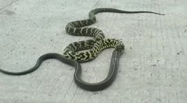 Snake swallows another snake in epic battle
