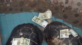 China zoo visitors worship turtles for longer lives