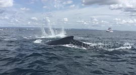 Humpback Whales off Gold Coast