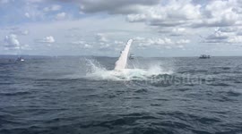 Humpback Whales wave at tourists off Gold Coast
