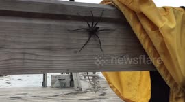 Huge dock spider protecting its babies