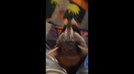 Of Course Raccoons Make Good Pets!
