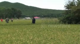 Wild bears swim across river to China-Russia border