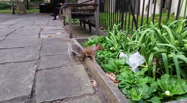 Adorable squirrel plays with a plastic bag