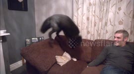 Pet fox faceplants on sofa