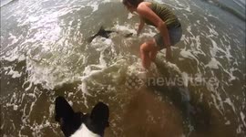 Dog freaks out during shark encounter