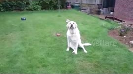 Dog fails at catching things