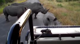 Rhino roadblock at Kruger National Park