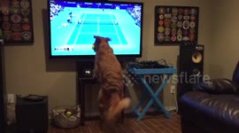 Tennis obsessed dog watches Venus vs Serena