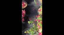 Bumblebee urinating in slow motion