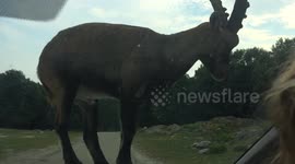 Ram jumps on car bonnet and refuses to get off