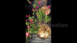 Bumblebee urinating in slow motion