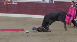 One injuried by calf in San Martín de Valdeiglesias