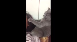 Cute cat gives her owner a massage