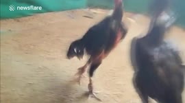 Quite Brutal Cockfight,Comparable Bullfight