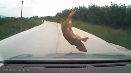Moment of car hitting young cow on country road