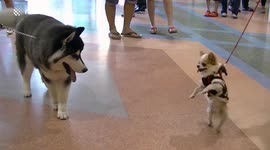 Hilarious Chihuahua tries to impress a Siberian Husky