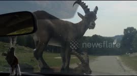 Stubborn ram refuses to get off car bonnet, stunning visitors at Quebec wildlife park