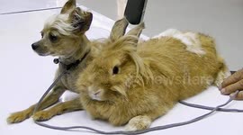 Dog and Bunny Buddies