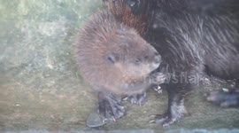 Baby beaver refuses to swim despite mum's efforts