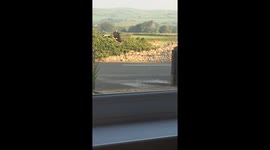 Funny cow scratch