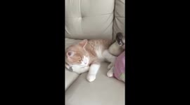 Cat and duckling become unlikely friends