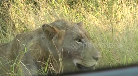 Lion Not Happy with Tourists !