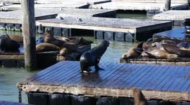 Sea lion fight ends with a splash