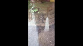 'Dancing' tortoise struggles to climb ramp to reach food