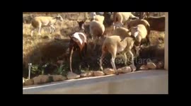 Sheep and goats raid garden