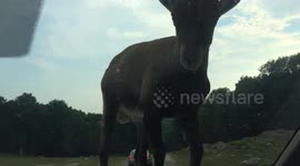 Ram jumps on car bonnet and refuses to get off (edit)