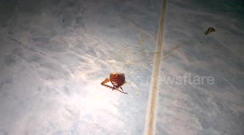 The Amazing Cockroach!!