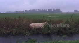 Dutch cow in rainy weather in ditch